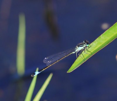 Lantaarntje - Blue-tailed Damselfly