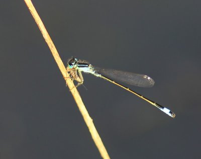 Lantaarntje - Blue-tailed Damselfly