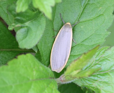 Plat Beertje - Common Footman