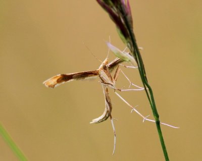 Zandvedermot - Tansy Plume