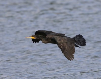 Aalscholver - Great Cormorant