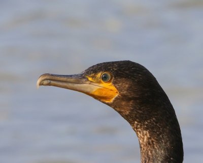 Aalscholver - Great Cormorant