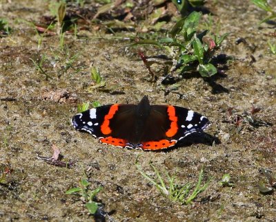Atalanta - Red Admiral