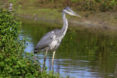 Blauwe Reiger - Grey Heron