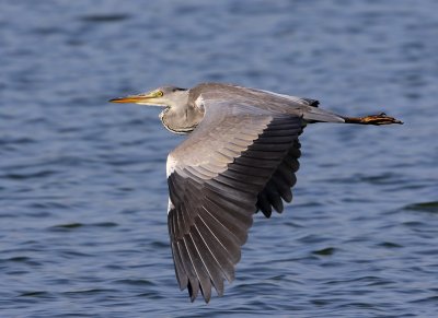 Blauwe Reiger - Grey Heron