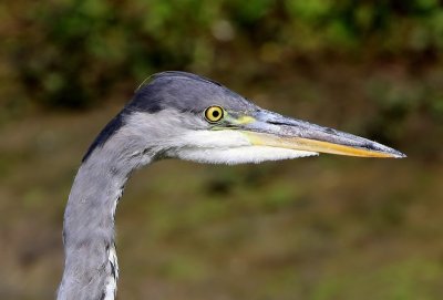 Blauwe Reiger - Grey Heron