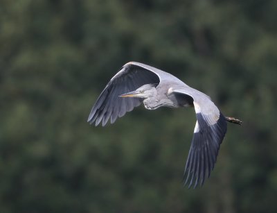 Blauwe Reiger - Grey Heron