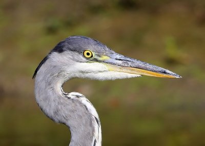 Blauwe Reiger - Grey Heron