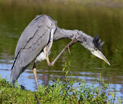Blauwe Reiger - Grey Heron