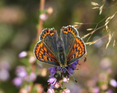 Bruine Vuurvlinder - Sooty Copper