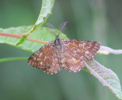Gewone Heispanner - Common Heath