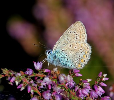 Icarusblauwtje - Common Blue