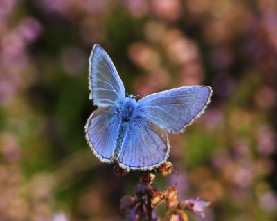 Icarusblauwtje - Common Blue