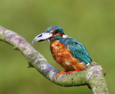 IJsvogel - Common Kingfisher