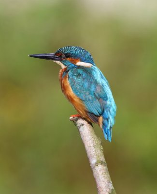 IJsvogel - Common Kingfisher