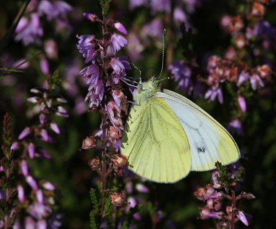 Klein Geaderd Witje - Green-veined White