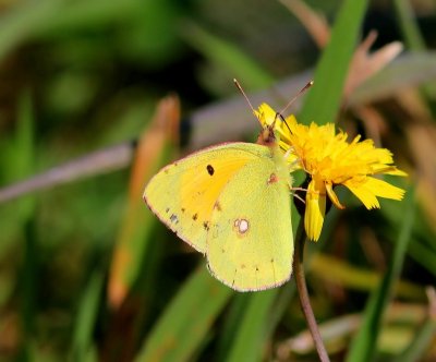 Oranje Luzernevlinder - Clouded Yellow