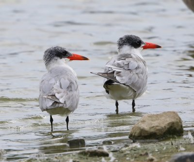 Reuzensterns - Caspian Terns