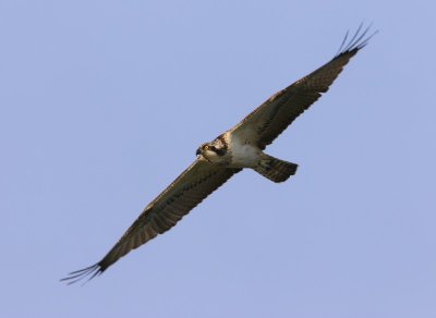 Visarend - Osprey