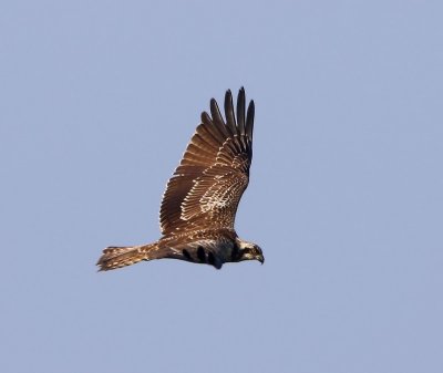 Visarend - Osprey