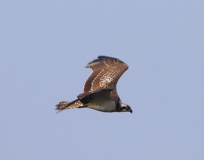 Visarend - Osprey