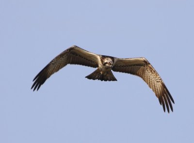 Visarend - Osprey