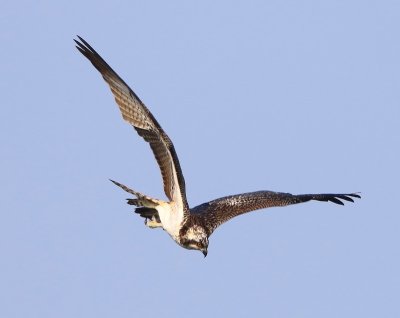 Visarend - Osprey