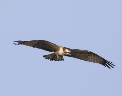 Visarend - Osprey