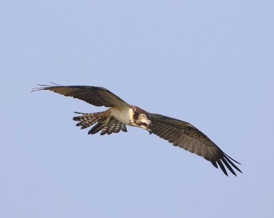 Visarend - Osprey
