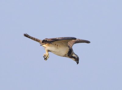 Visarend - Osprey