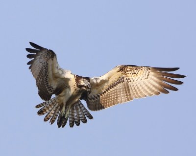 Visarend - Osprey