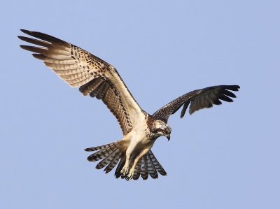 Visarend - Osprey