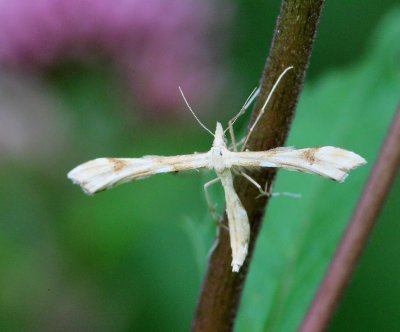 Zandvedermot - Tansy Plume