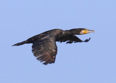 Aalscholver - Great Cormorant