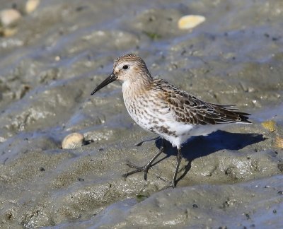 Bonte Strandloper - Dunlin