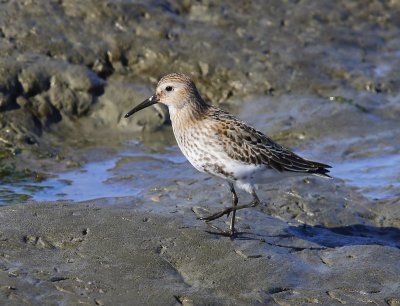 Bonte Strandloper - Dunlin