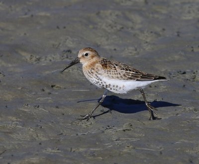 Bonte Strandloper - Dunlin