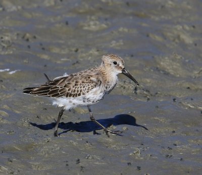 Bonte Strandloper - Dunlin