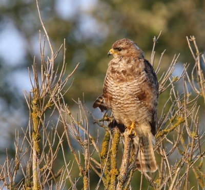 Buizerd - Common Buzzard