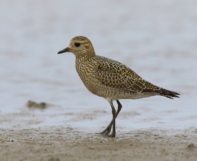Goudplevier - European Golden Plover