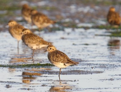 Goudplevier - European Golden Plover