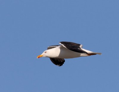 Grote Mantelmeeuw - Great Black-backed Gull