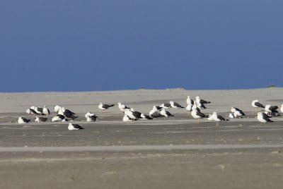 Grote Mantelmeeuwen - Great Black-backed Gulls