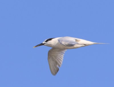 Grote Stern - Sandwich Tern