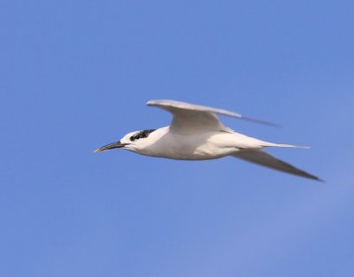 Grote Stern - Sandwich Tern
