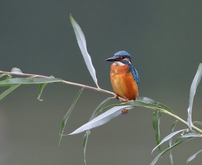 IJsvogel - Common Kingfisher