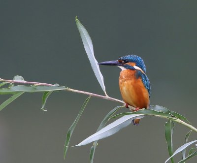IJsvogel - Common Kingfisher
