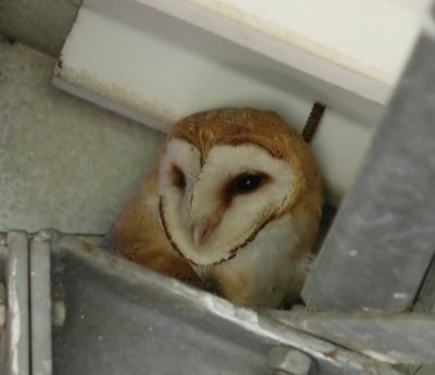 Kerkuil - Barn Owl
