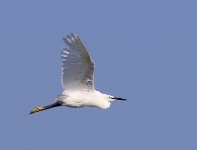 Kleine Zilverreiger - Little Egret