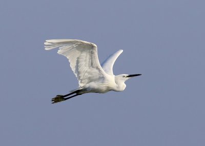 Kleine Zilverreiger - Little Egret